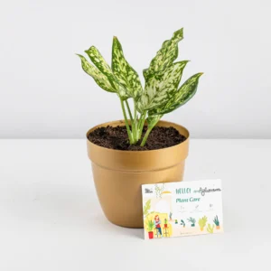Aglaonema White Plant
